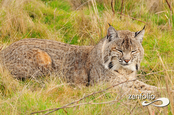 bobcat