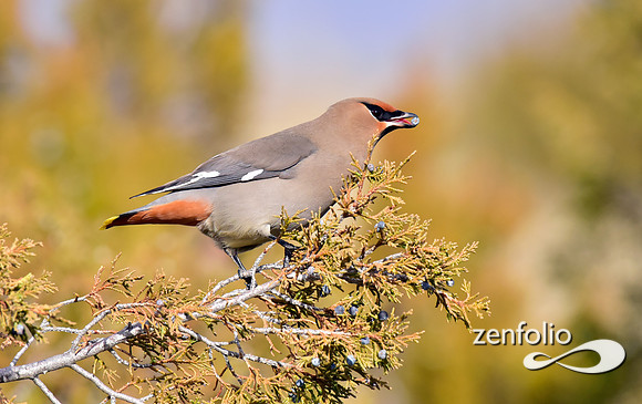 bohemian waxwings (10)