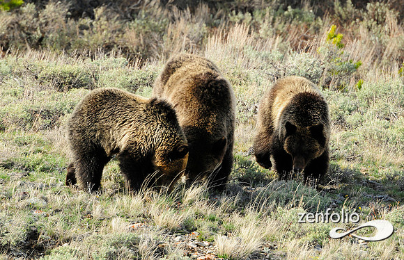 yellowstone grizzly family.