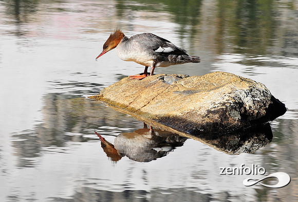 merganser.