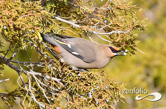 bohemian waxwings (15)
