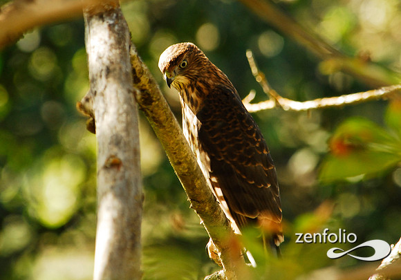 coopers hawk 2006