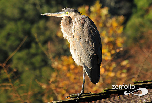 heron.