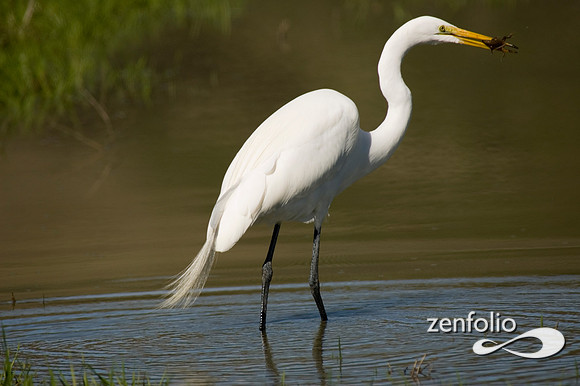 greater egrett