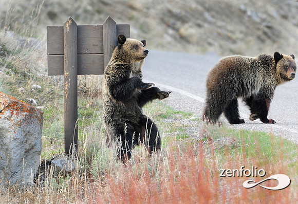 yellowstone grizzly family.