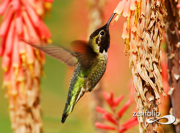 violet crowned hummingbird