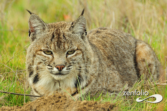 bobcat
