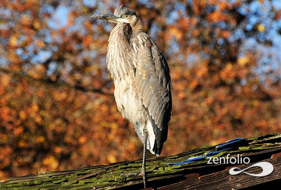 heron.
