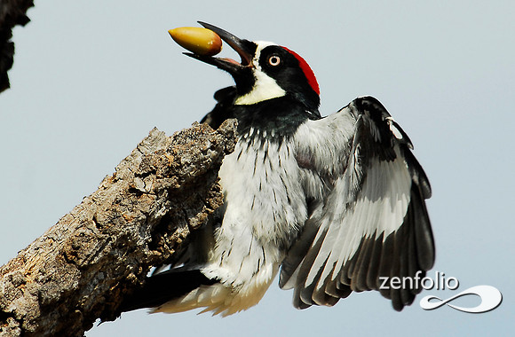 landing woodpecker 3