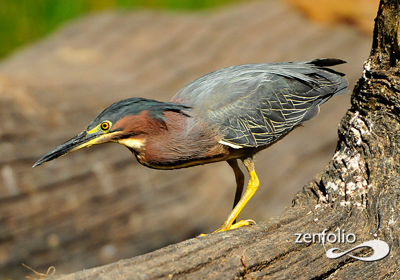 heron