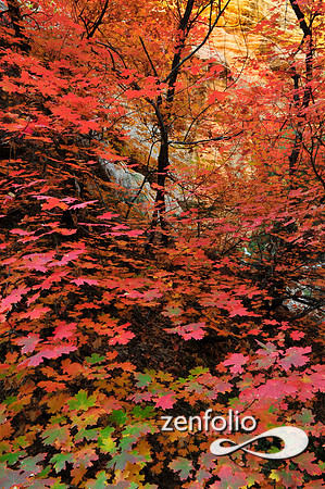 fall foliage