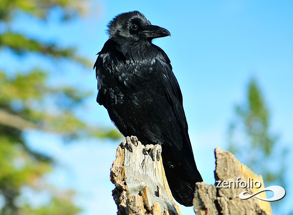 raven