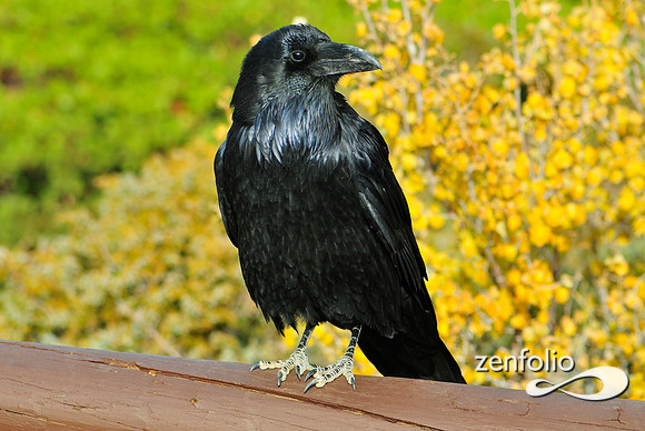 raven
