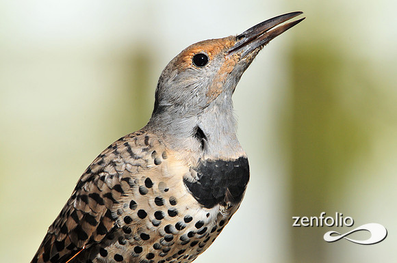 flicker