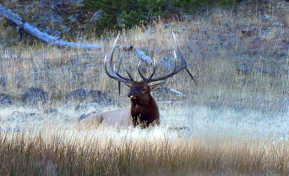 huge rutting bull elk (1)