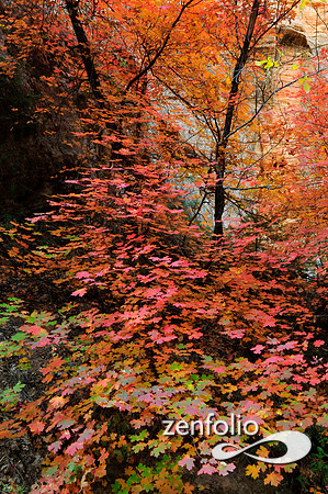 fall foliage
