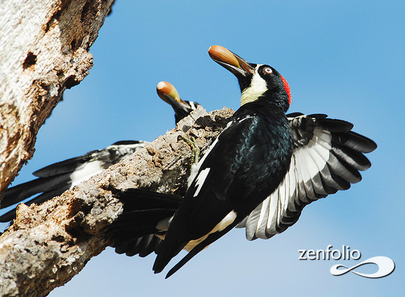 landing woodpeckers