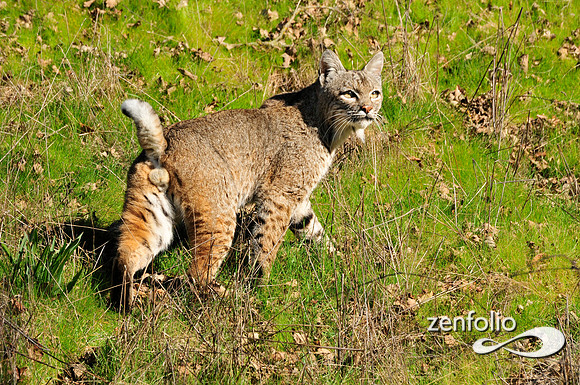 bobcat.