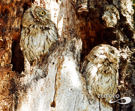 screech owl pair 1