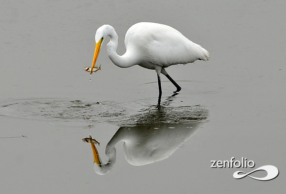 egrett reflecting.