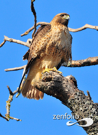 hawk