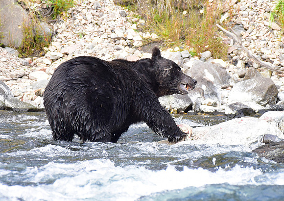 lehardey rapids grizzly (10)