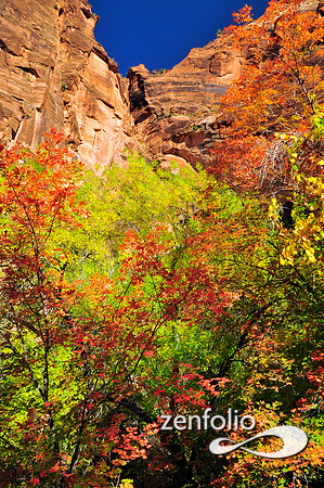 fall foliage