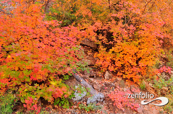 fall foliage
