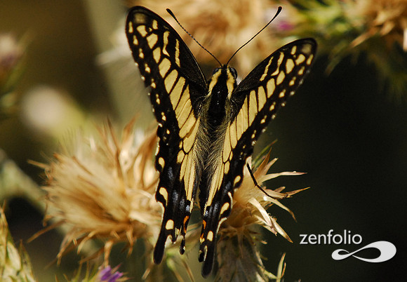 tiger swallowtail butterfly