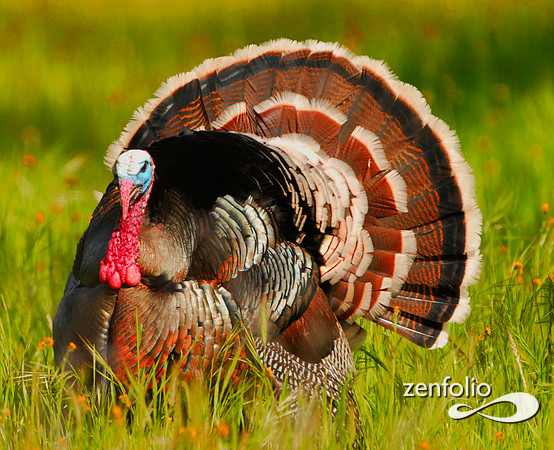 wild turkey