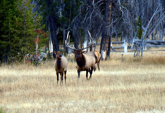 huge rutting bull elk (6)