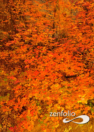 fall foliage