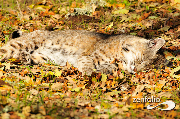 bobcat