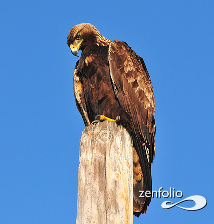golden eagle