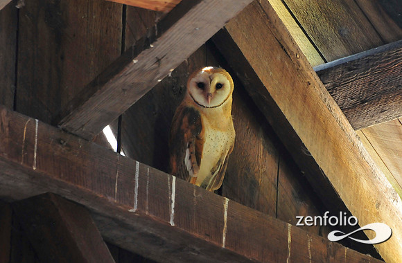 barn owl.