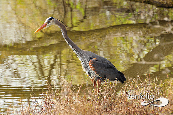 heron