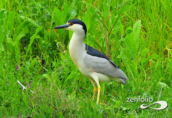 heron