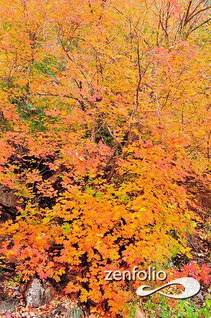 fall foliage