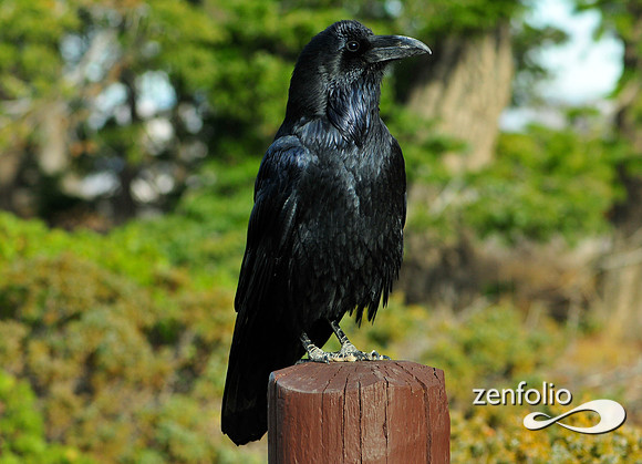raven