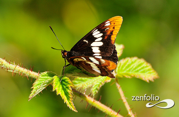 butterfly.