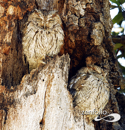 screech owl pair 2
