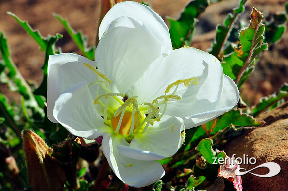 evening primrose.