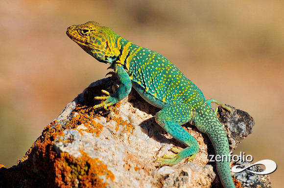 collared lizard.