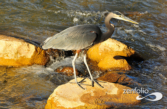 heron