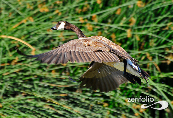 goose