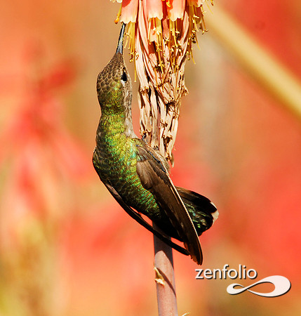 hummingbird