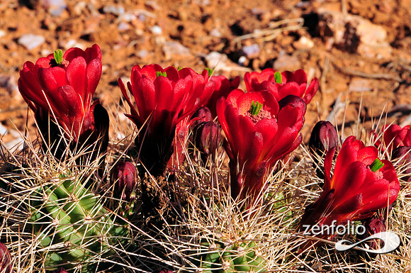 claret cup caactus.