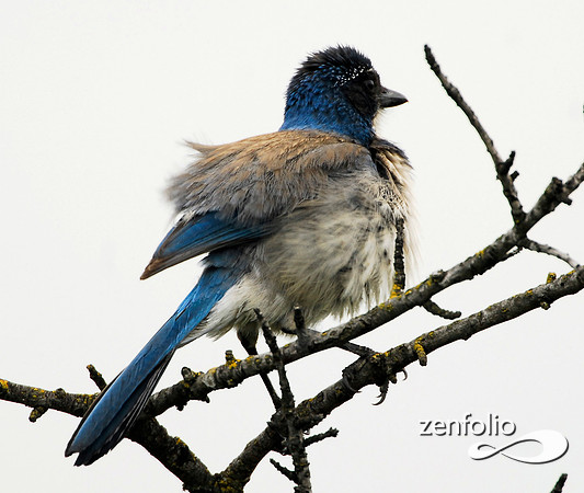 scrub jay