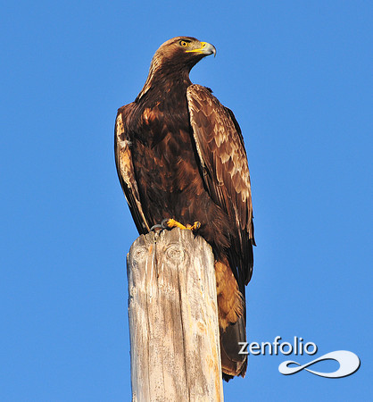 golden eagle