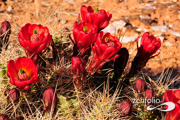 claret cup cactus.